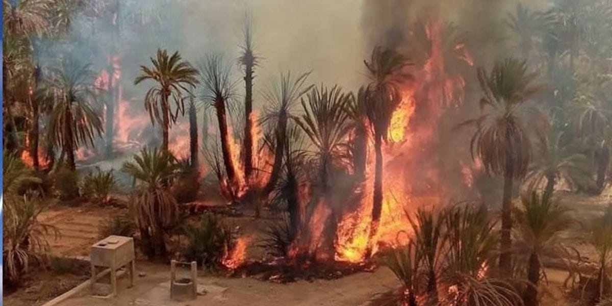 Un incendie ravage les oasis de Zagora