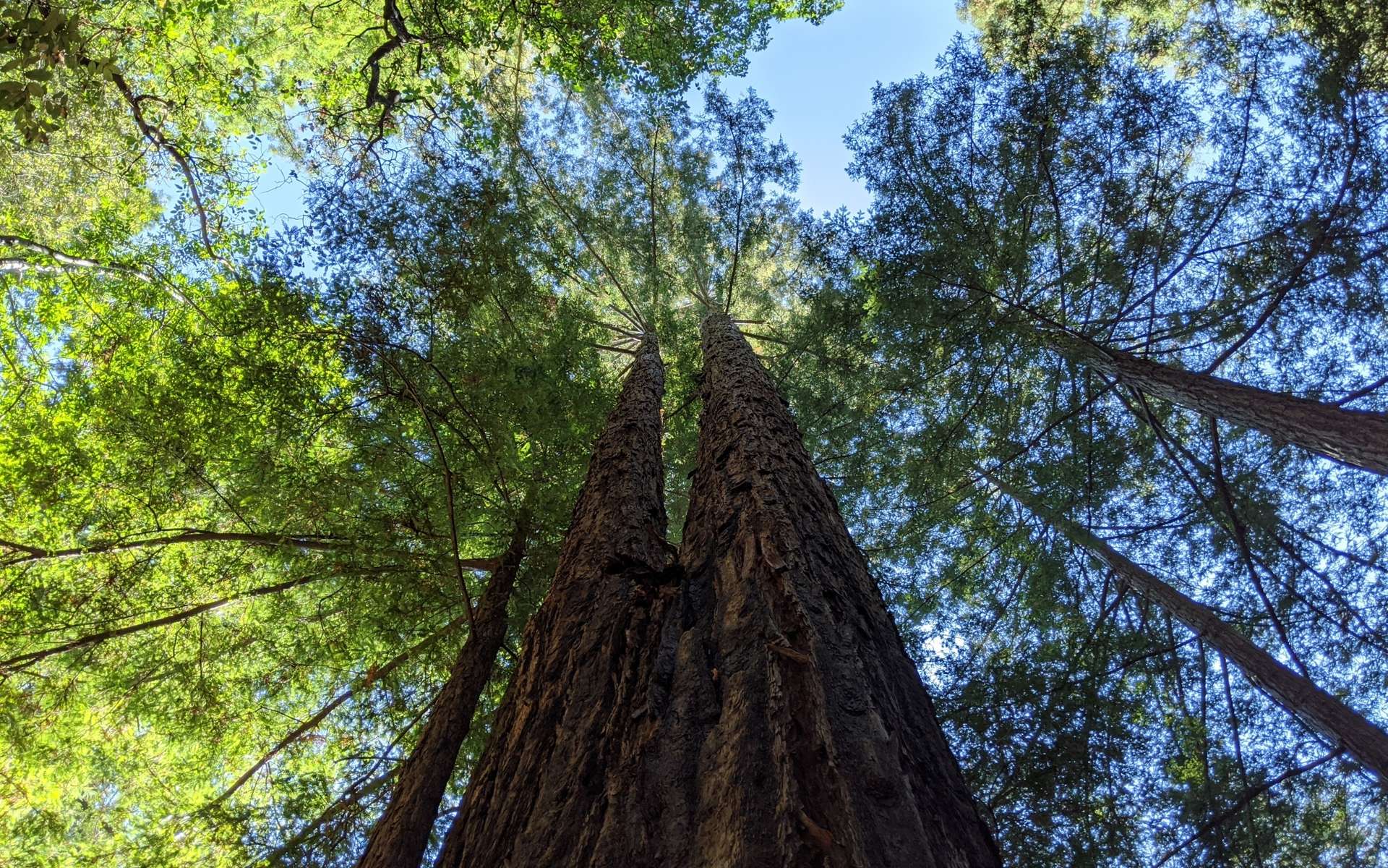 Une pétition citoyenne pour planter des arbres à Casablanca Une pétition citoyenne pour planter des arbres à Casablanca