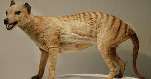 Un tigre de Tasmanie © Getty Images 