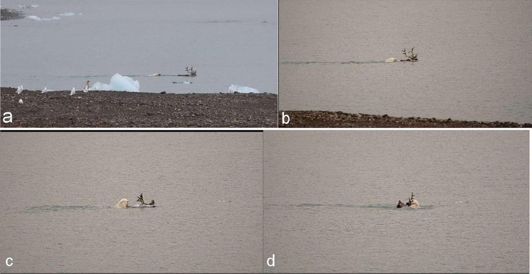 f291ccbe87_50182464_chasse-renne-kulaszewicz-p-ulandowska-monarcha Première preuve d'un ours polaire chassant un renne