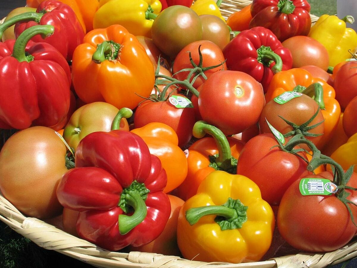 Le Maroc leader de l’export de poivrons vers l’Espagne