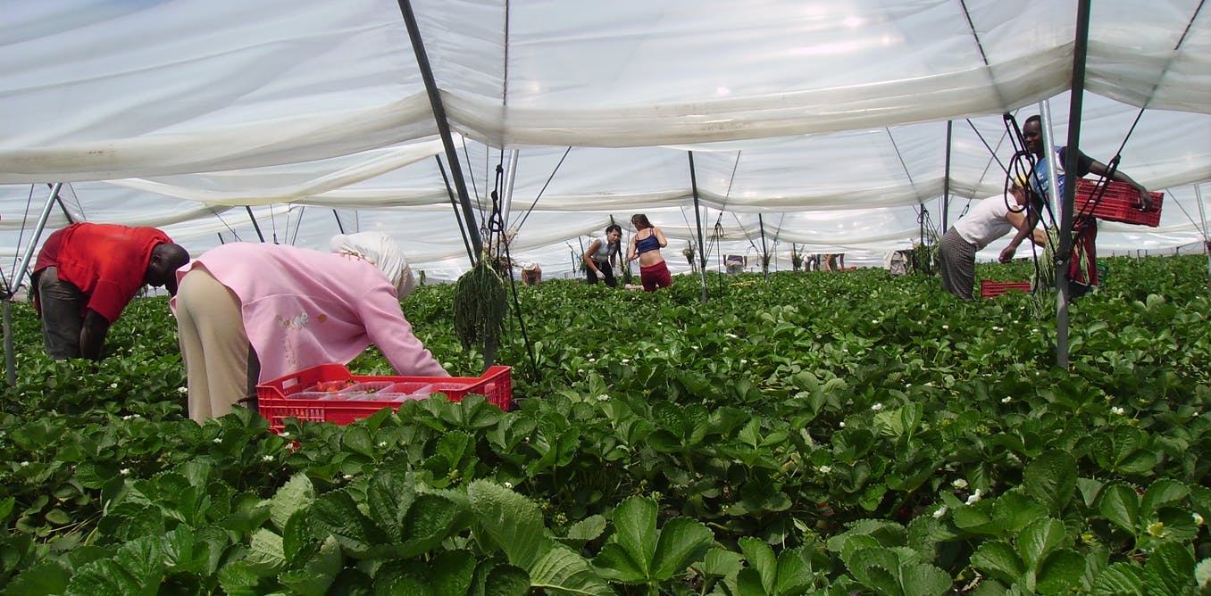 Huelva : 850 saisonnières marocaines se rendront à Algésiras la semaine prochaine