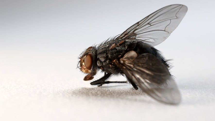 Pourquoi est-il difficile d'attraper une mouche ? 2 Pourquoi est-il difficile d'attraper une mouche ?