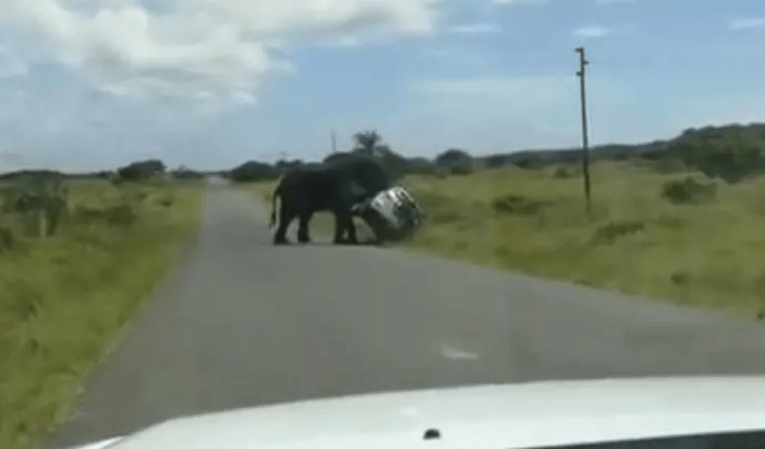 Un éléphant renverse un SUV d'un simple coup de tête