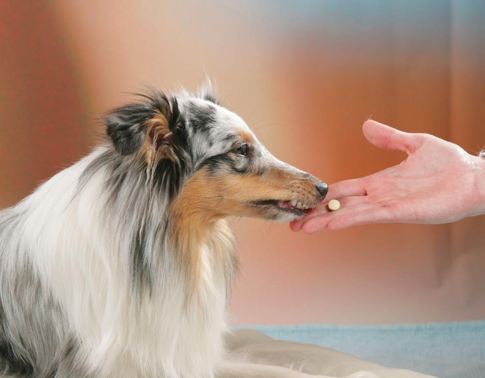 Les animaux et l’effet placebo, quelle sensibilité ? 