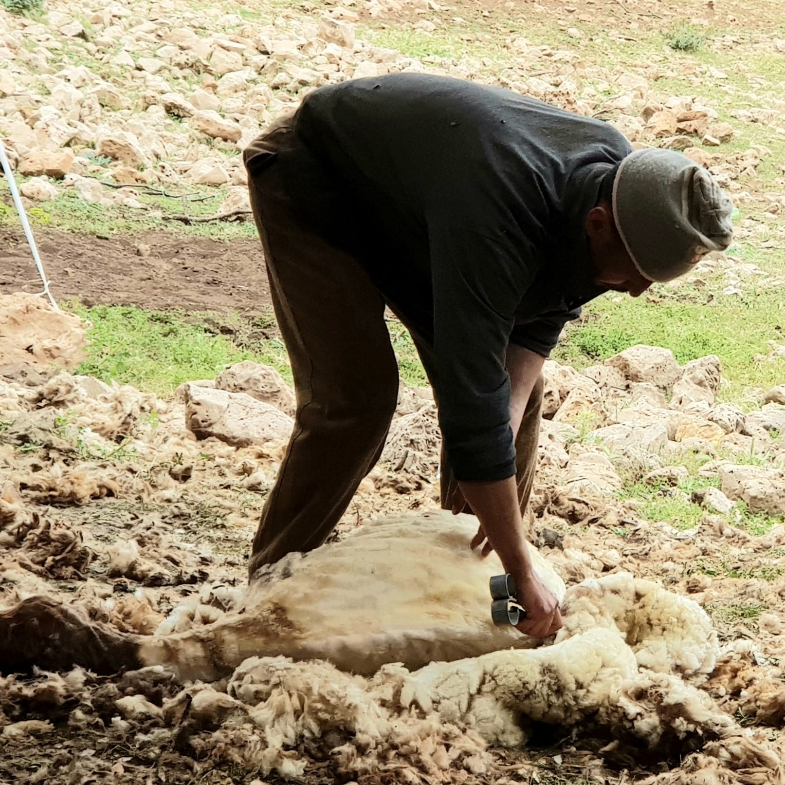 La transhumance au Moyen Atlas : entre tradition ancestrale, et conditions climatiques actuelles 1 Tonte