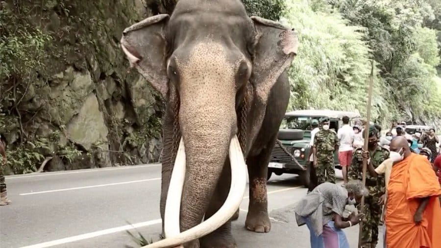 Sri Lanka : l’éléphant le plus sacré s’est éteint à l’âge de 68 ans