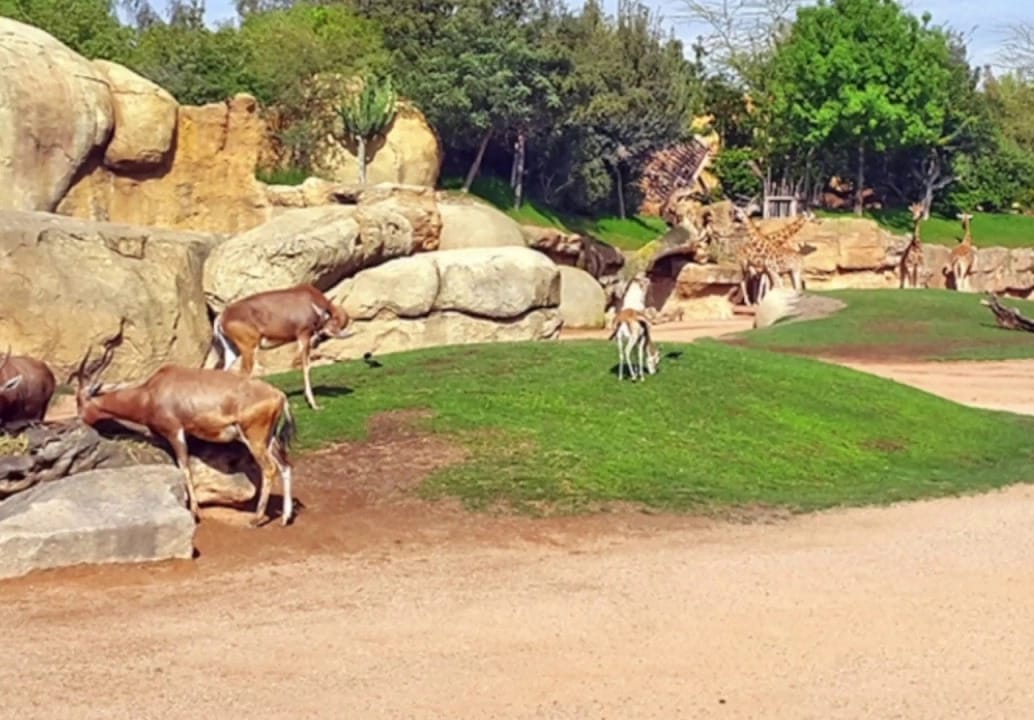 Zoo de Ain Sebaâ : la réouverture de nouveau reportée