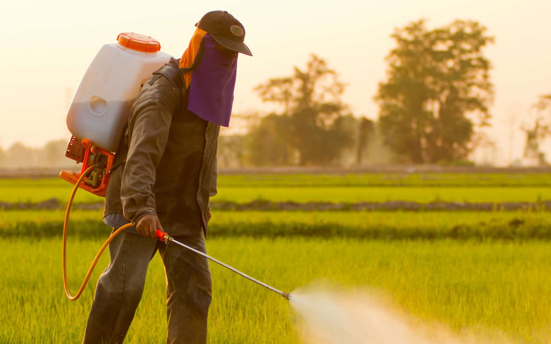 Les dangers des pesticides