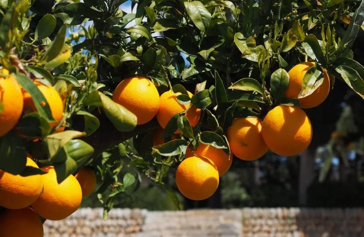 Agrumes marocains : une saison sous le signe du changement climatique