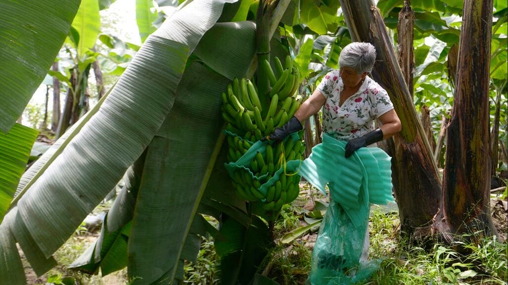 L'Equateur, premier exportateur mondial de bananes, subit les conséquences de la guerre en Ukraine