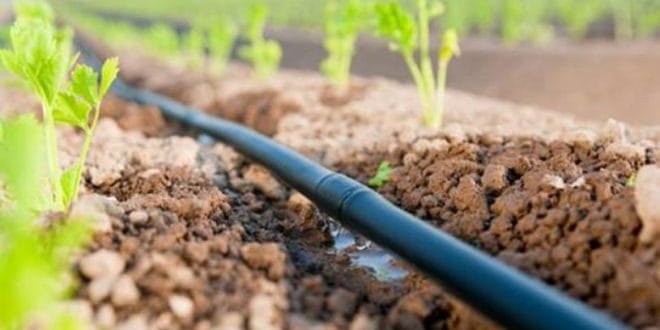 Kénitra : plus de 4.700 agriculteurs bénéficient d'un projet de reconversion en irrigation localisée 2 Kénitra: plus de 4.700 agriculteurs bénéficient d'un projet de reconversion en irrigation localisée