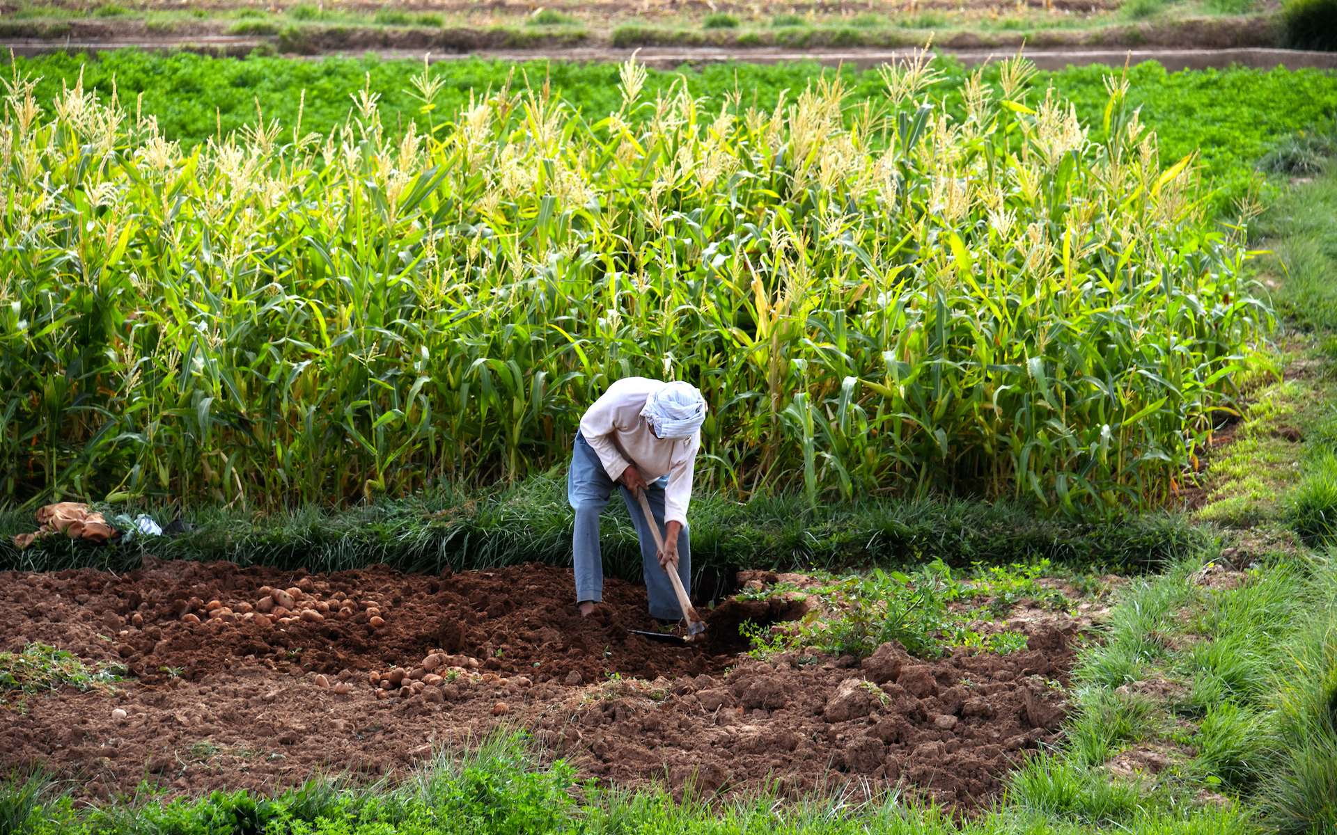 Les récentes précipitations augurent une bonne campagne agricole