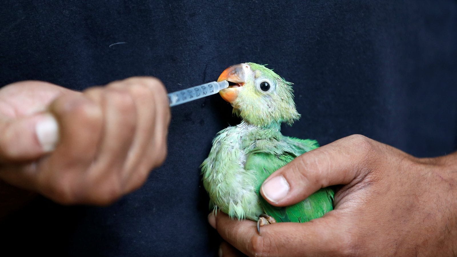 En Inde, les oiseaux tombent du ciel affaiblis par la canicule