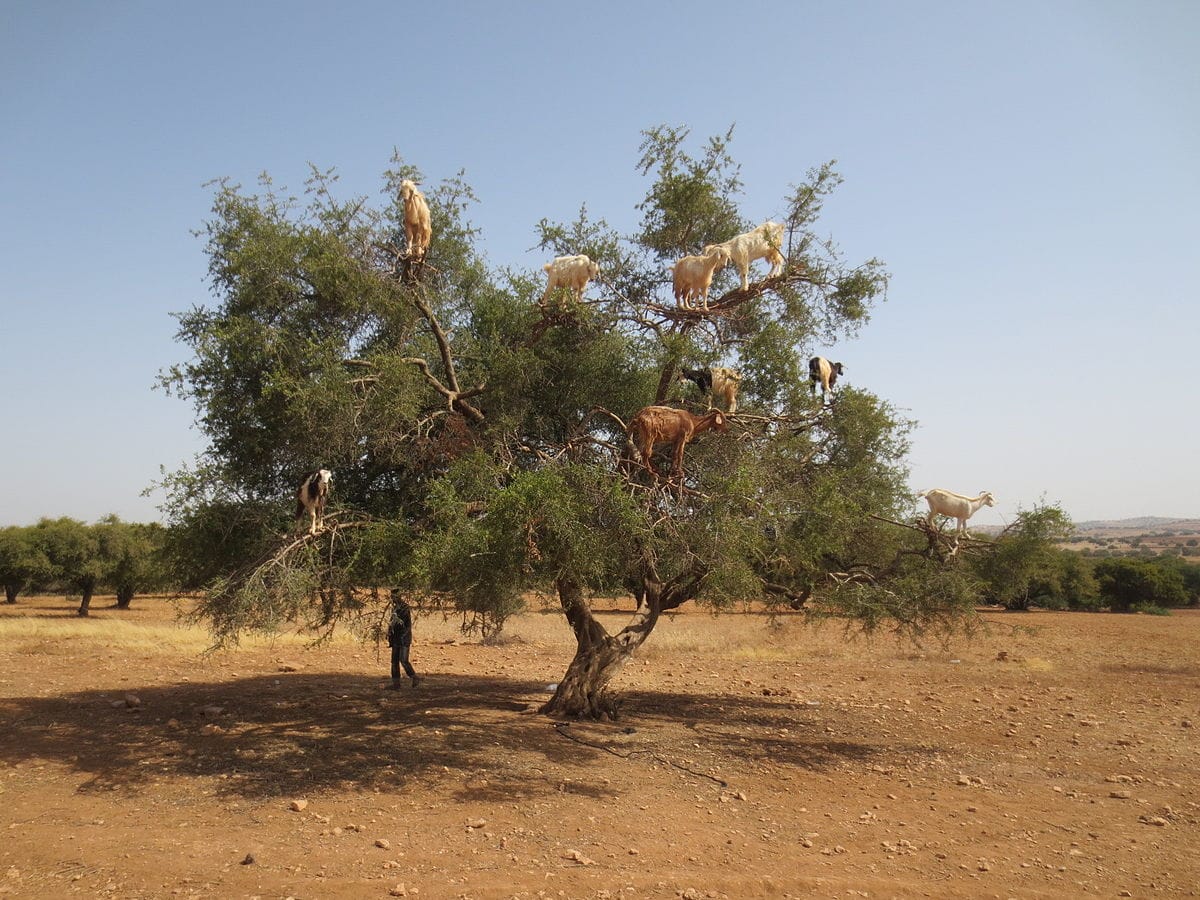 Agriculture : un contrat de programme pour le commerce d’huile d’argan prochainement