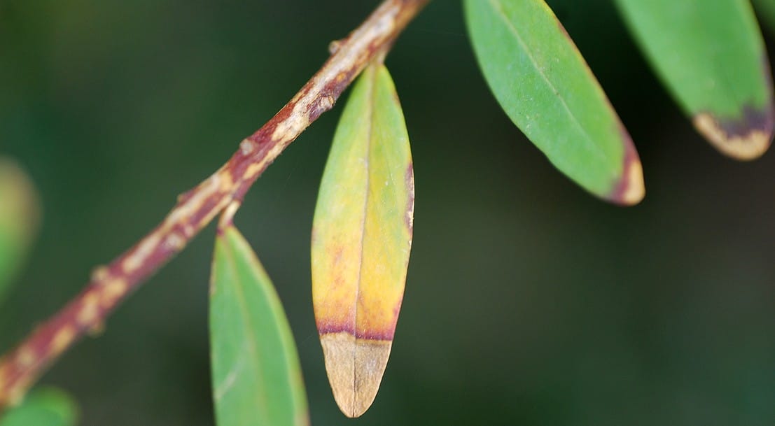 La bactérie Xylella fastidiosa