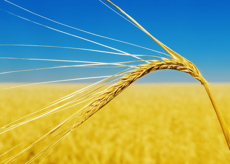 Insécurité alimentaire mondiale à cause de la guerre en Ukraine