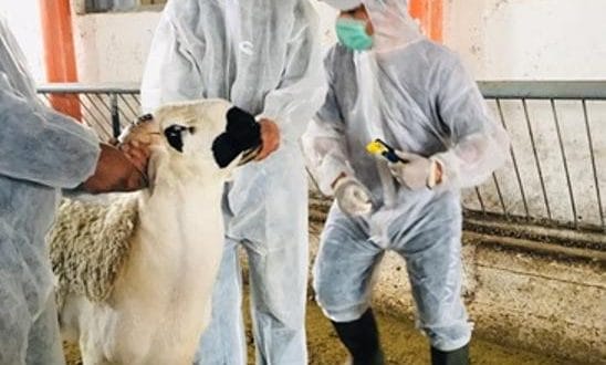 Aïd al-Adha : pourquoi le bétail est en quarantaine ? Aïd al-Adha : pourquoi le bétail est en quarantaine ?