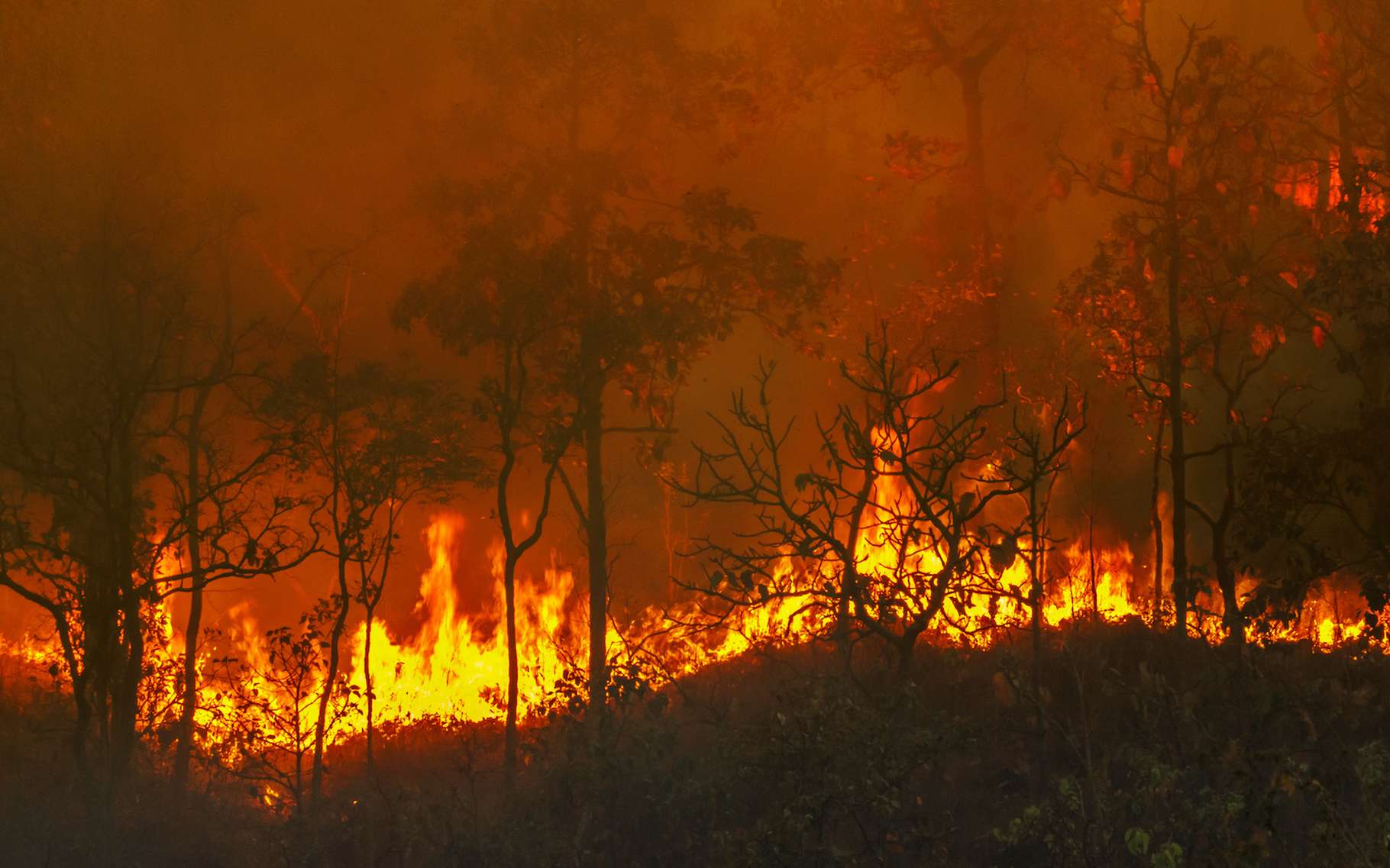 Larache : plusieurs feux de forêt ravagent la région