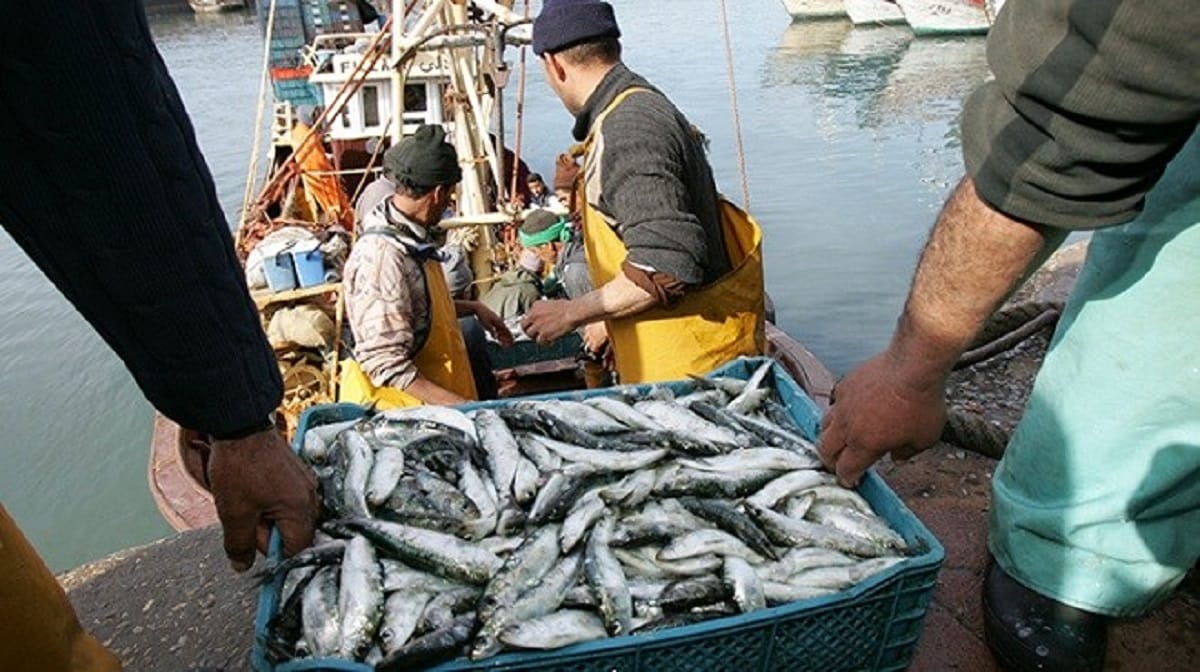 Pêche à Dakhla : hausse des débarquements à fin juillet (ONP)