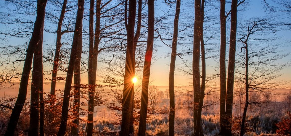 Les effets du changement climatique sur les arbres