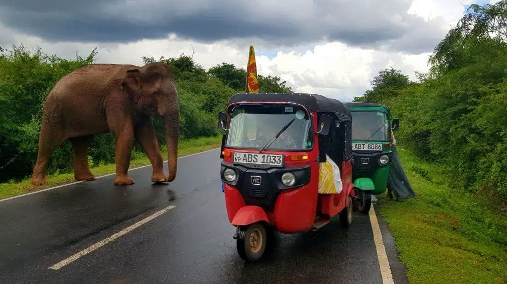 De 2 semaines à 2 mois au Sri Lanka, l'aventure exceptionnelle de Rita Khaldi