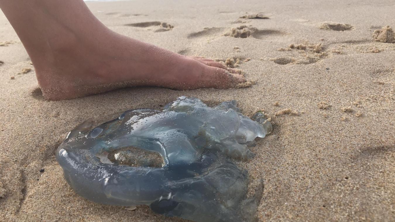 Les méduses deviennent le nouveau fléau des plages en été