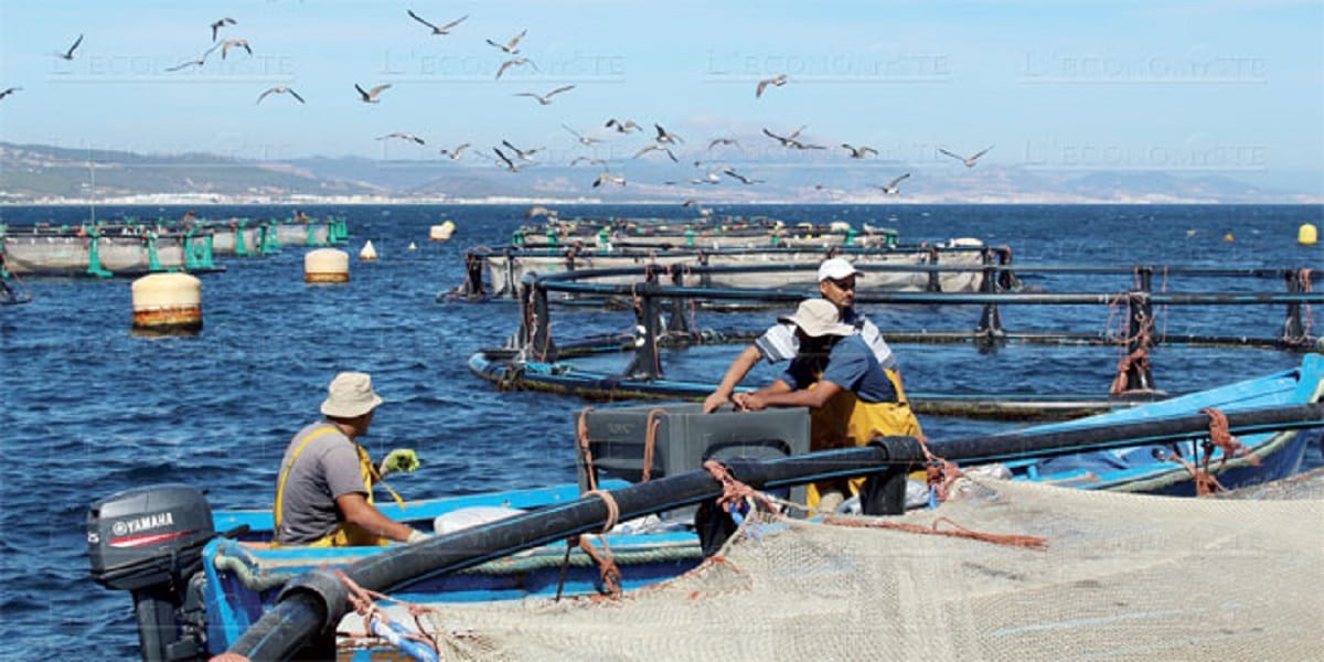 Adoption de projets de loi sur l’aquaculture et la création de l’ANDA © DR