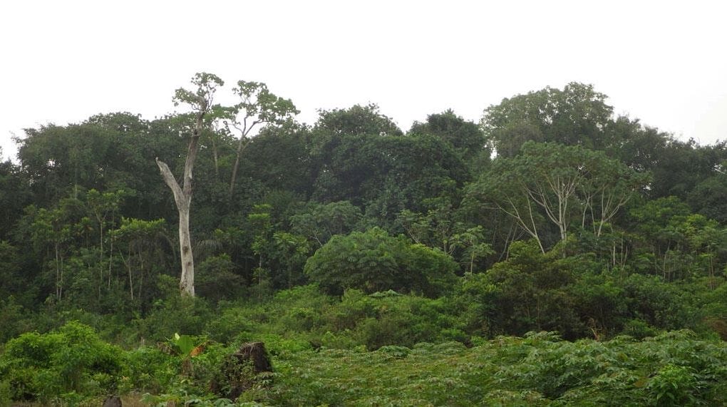 Les forêts, pour sauver la planète ?