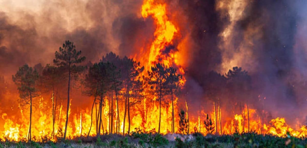 Plus de 200.000 hectares de forêt brûlés en Espagne en 2022 © DR