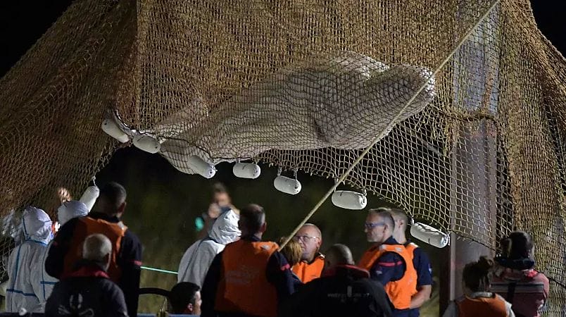 France : sauvetage du béluga égaré dans la Seine