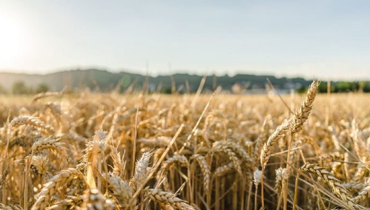 Céréales : hausse des importations entre juin et octobre 2025 Céréales : hausse des importations entre juin et octobre 2025