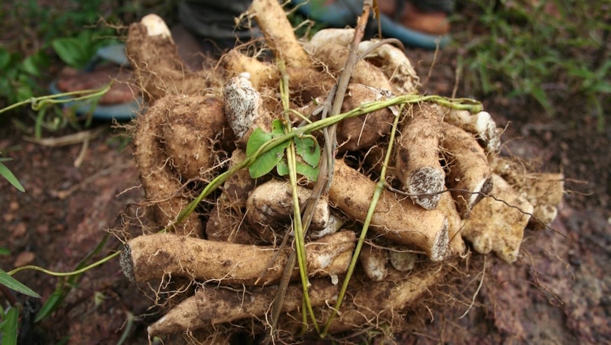 Afrique de l’Ouest : face à l’insécurité alimentaire, des ignames génétiquement modifiées