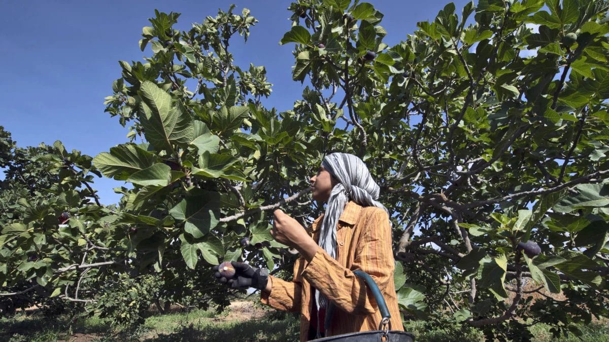 Tunisie : des "jardins suspendus" pour survivre à la sécheresse