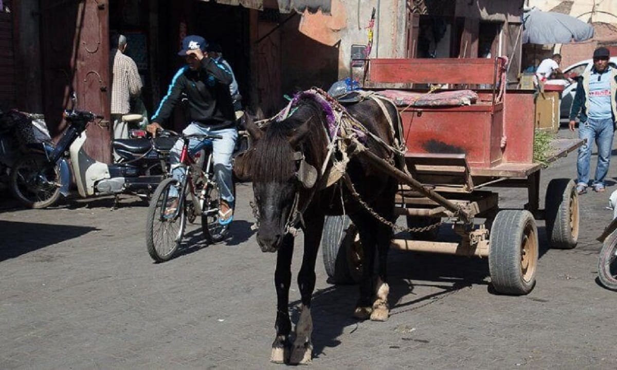 Casablanca : Nabila Rmili annonce l'interdiction des charrettes à traction animale