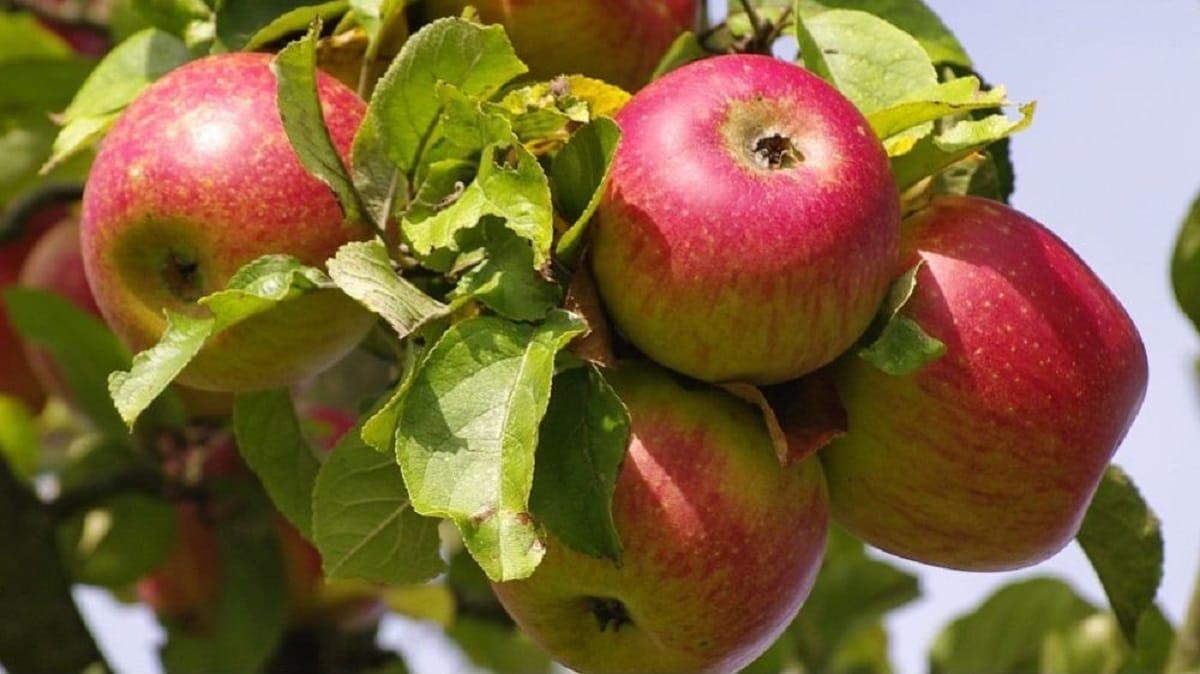 Culture du pommier : une production estimée entre 800.000 et 1 million de tonnes