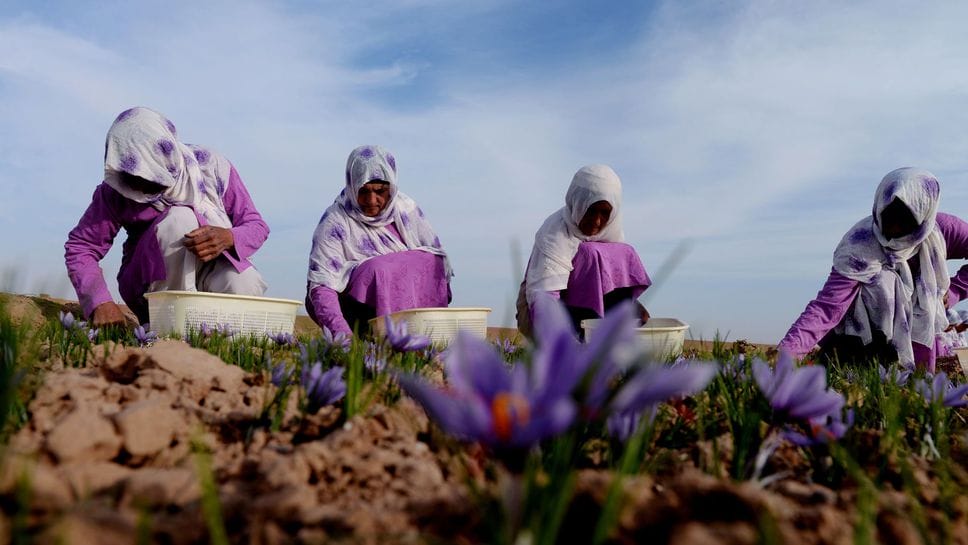 Afghanistan : le safran au lieu de l’école pour les jeunes filles