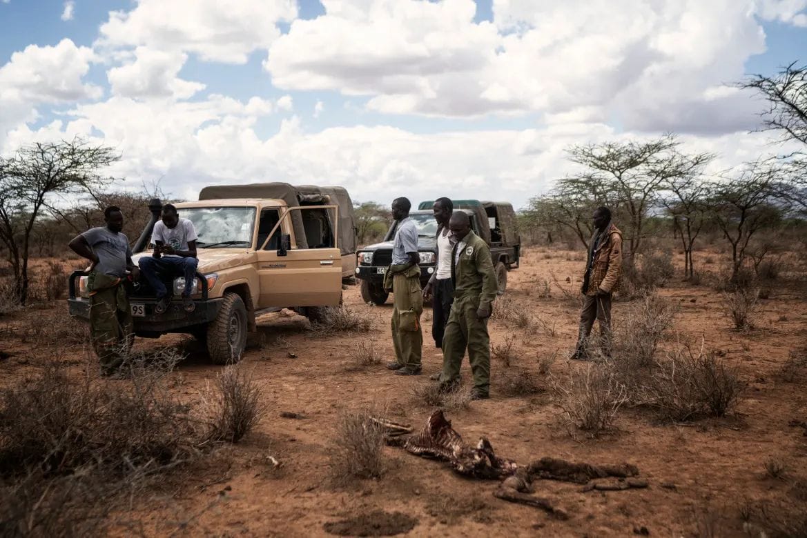 Kenya : la sécheresse tue des centaines d'animaux