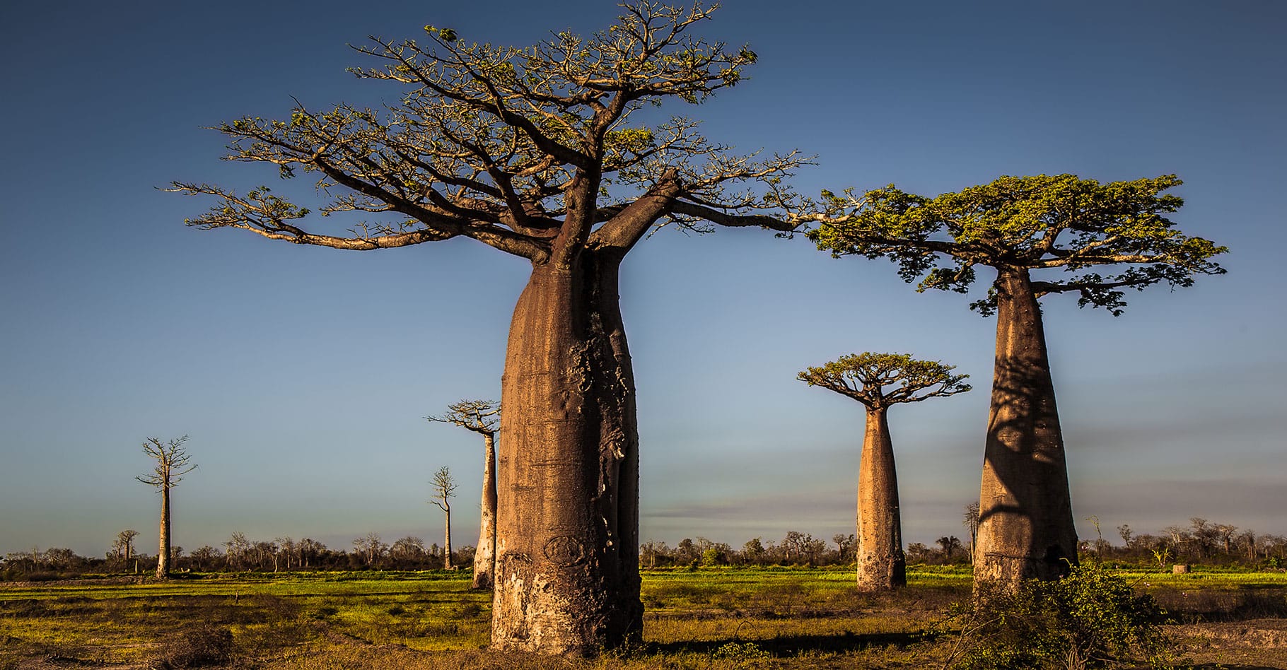 Sénégal : arbres de vie