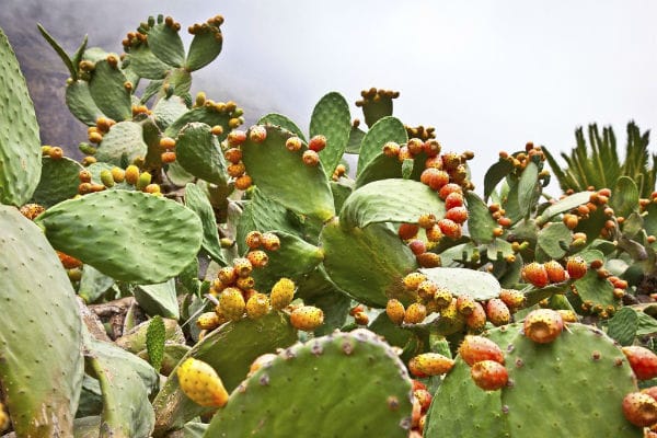 La figue de Barbarie, aubaine cosmétique et écologique