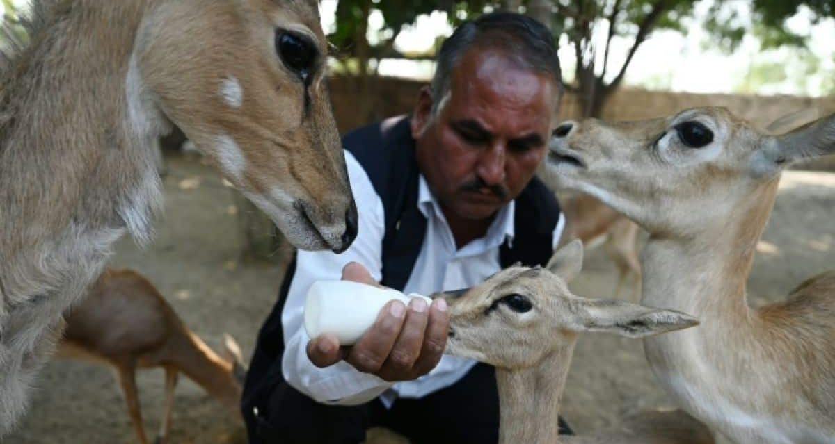 En Inde, les Bishnoï, peuple prêt à se sacrifier pour les arbres