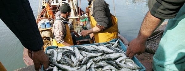Dakhla : la pêche en hausse, les revenus s’envolent