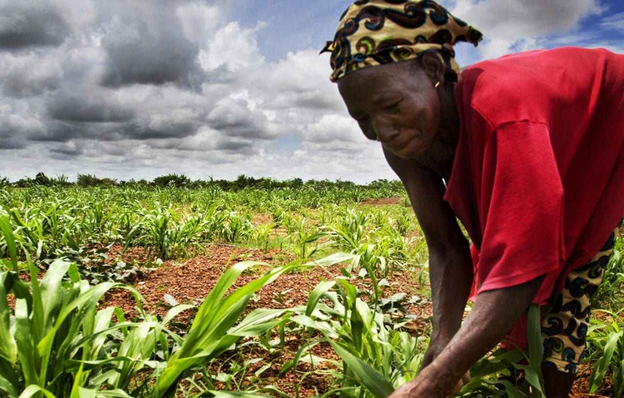 Comment donner de la valeur ajoutée aux produits agricoles cultivés sur le continent ?