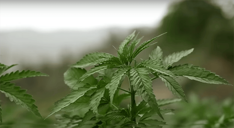 Maroc : saisie de 18 tonnes de haschisch prêtes à être trafiquées par l’Atlantique 2 Cannabis licite : bilan 2024 et ambitions pour 2025