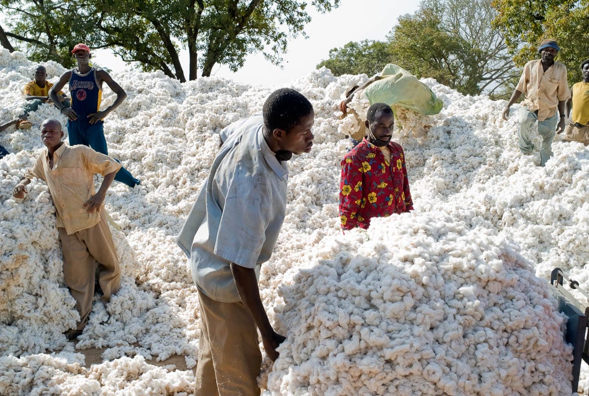 Mali la production cotonnière