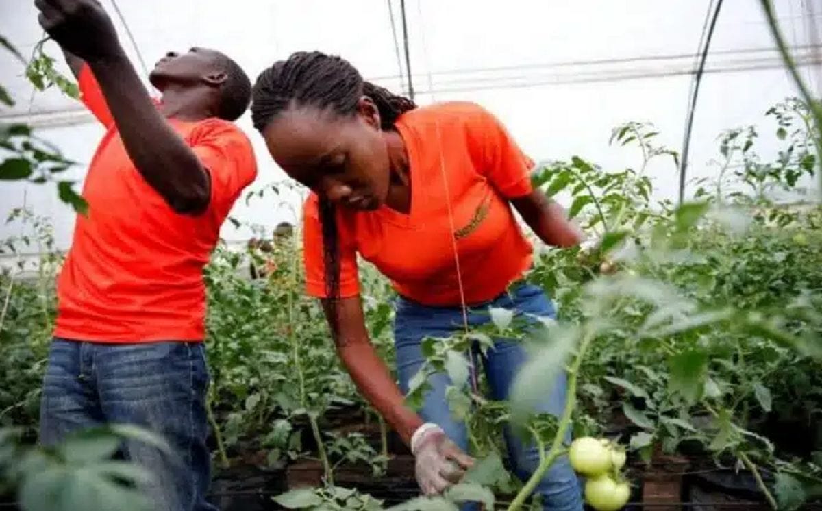 Afrique : 33% seulement des jeunes agri-entrepreneurs bénéficient d’un soutien des gouvernements