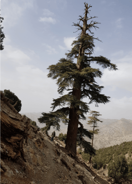 "Tazizawt", le deuxième massacre ! 5 tazizawt3