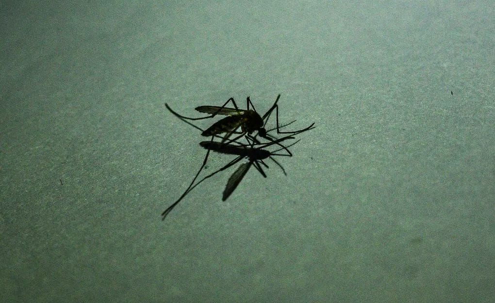 Paludisme : innover face aux résistances du parasite