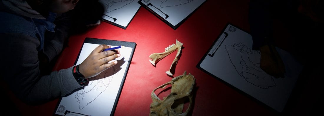 Illustration médicale : le dessin au service de la médiation avec les patients 2 dessin scientifique