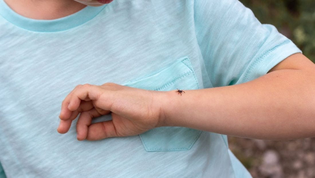 Parasitisme : comment certaines espèces arrivent-elles à être si pénibles ? 2 F91DCBE6 4E84 4EB6 AA46 3ACF555F8E6C